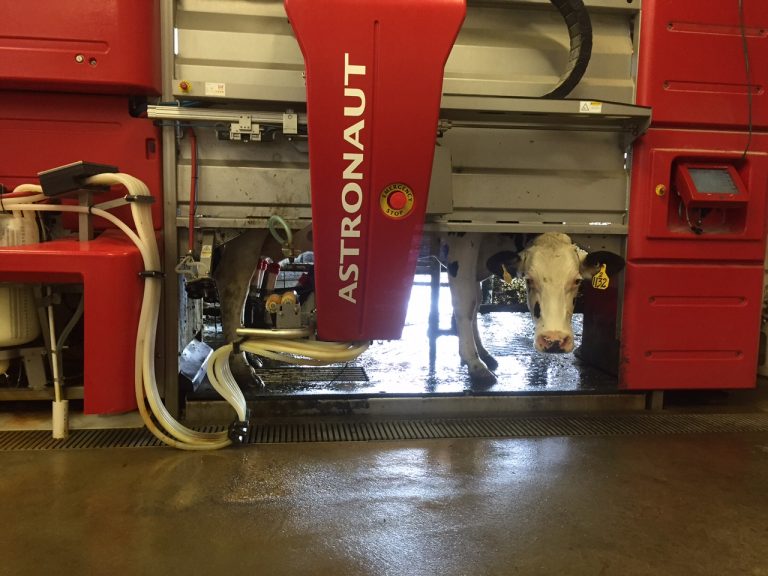 Robotic Milking