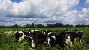 Cows in corn field