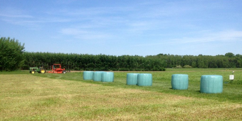 Several plastic-wrapped units of baleage sit in a field with a tractor in the background.