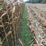 A cover crop that includes cereal rye and hairy vetch grows post-harvest along a row of corn.