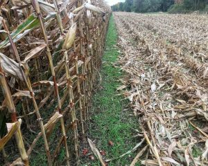 Vetch Rye Advantages and challenges to inter-seeding cover crops into corn