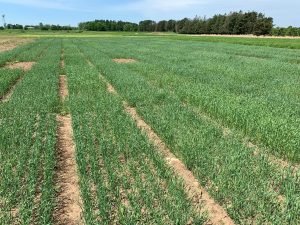 Cereal rye variety plots photographed in May at the Upper Peninsula location. Photo by James DeDecker.