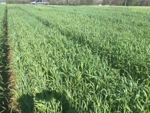 Cereal rye variety plots photographed in May at the Kellogg Biological Station. Photo by Brook Wilke.